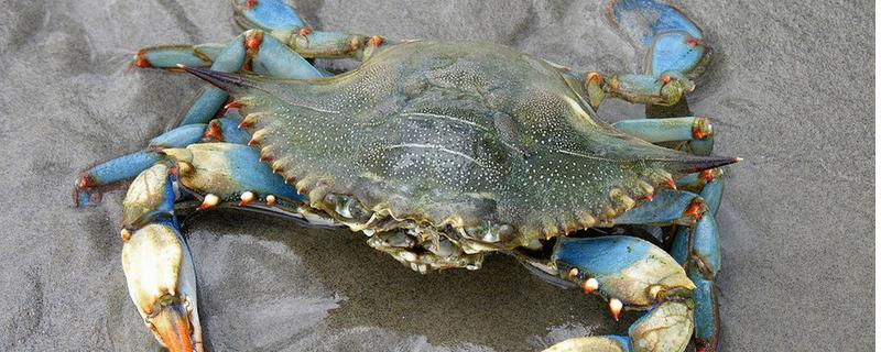 海蟹什么時候最肥 海蟹幾月份吃最好