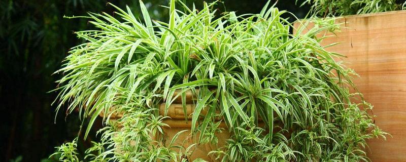 吊蘭吸甲醛嗎 吊蘭放在臥室好嗎
