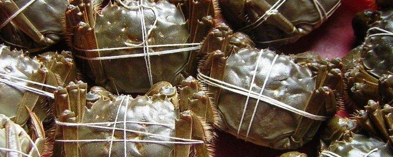 螃蟹什么季節吃 螃蟹公的好吃還是母的好吃