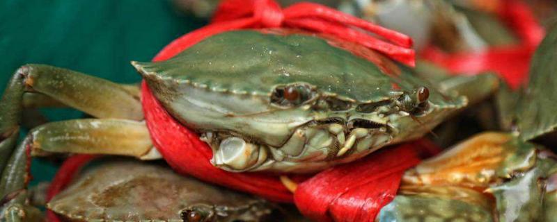 青蟹和梭子蟹的區(qū)別是什么 梭子蟹和青蟹哪個好吃