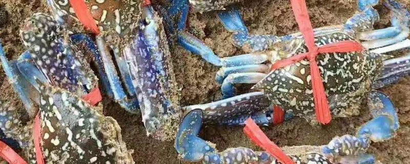 花蟹和梭子蟹的區(qū)別是什么 花蟹和梭子蟹哪個好吃