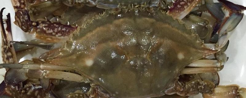 梭子蟹死了還能吃嗎 梭子蟹怎么處理