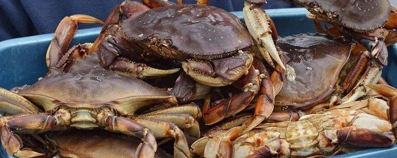面包蟹和帝王蟹的區別是什么 面包蟹和帝王蟹哪個好