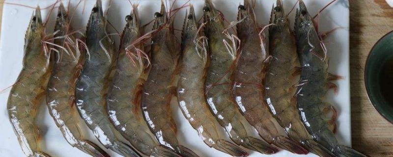 基圍蝦死了能吃嗎 基圍蝦冷凍可以放多久