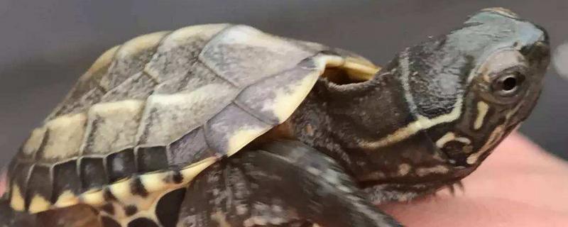 大頭草龜和中華草龜的區別是什么 中華草龜的繁殖方法