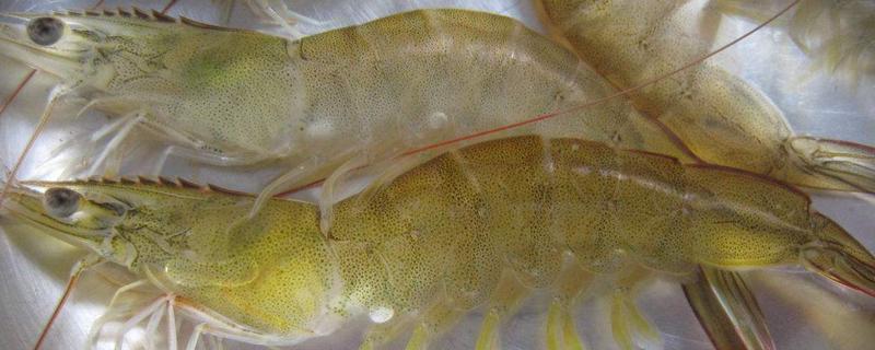 基圍蝦和青蝦的區別是什么 基圍蝦和青蝦哪個貴