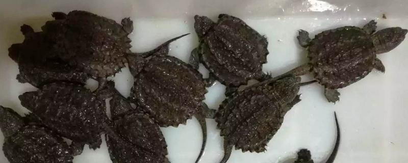 大鱷龜和小鱷龜的區別是什么 大鱷龜和佛鱷龜哪個兇