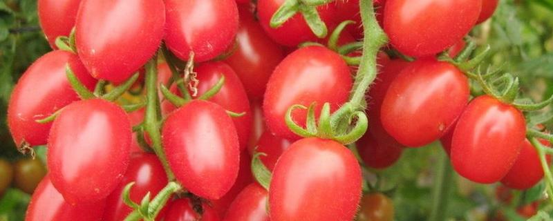 圣女果和西紅柿的區別是什么 圣女果吃多了好嗎