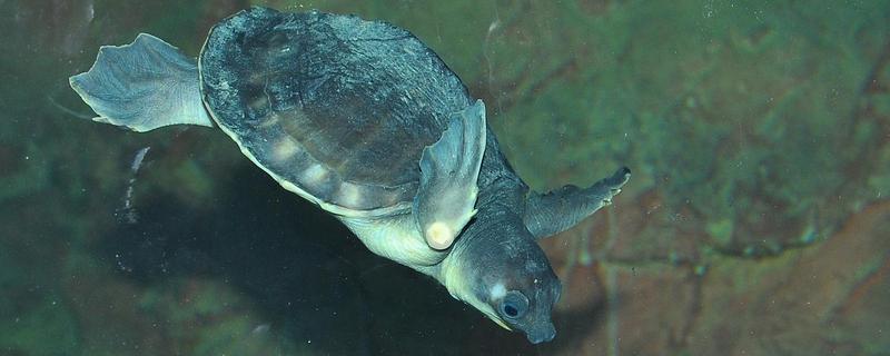 招財龜是什么龜 招財龜怎么養(yǎng)