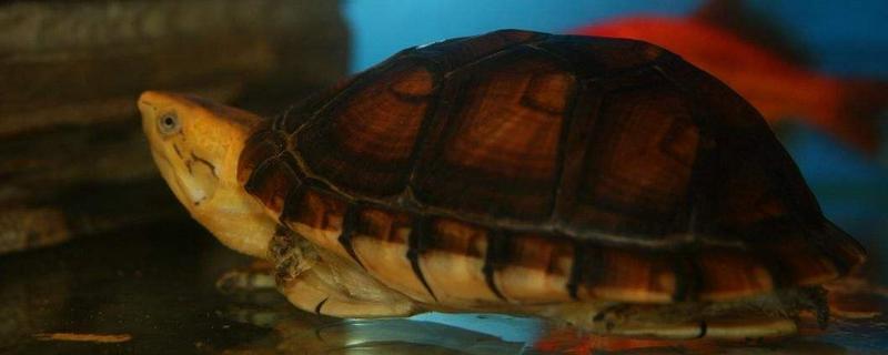 蛋龜有哪些種類 蛋龜最好觀賞的品種是什么