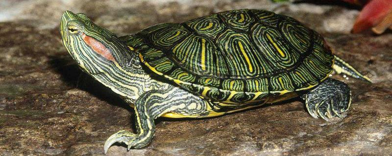 巴西龜可以吃嗎 巴西龜壽命有多長