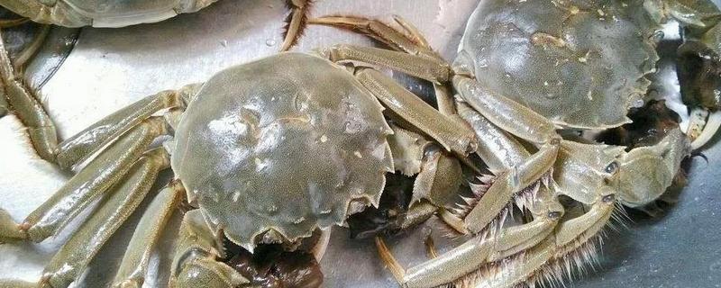 陽澄湖大閘蟹是淡水蟹嗎 陽澄湖大閘蟹的產量和銷量