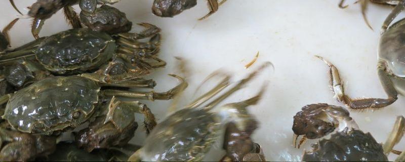 陽澄湖大閘蟹怎么保存 陽澄湖大閘蟹公的好還是母的好