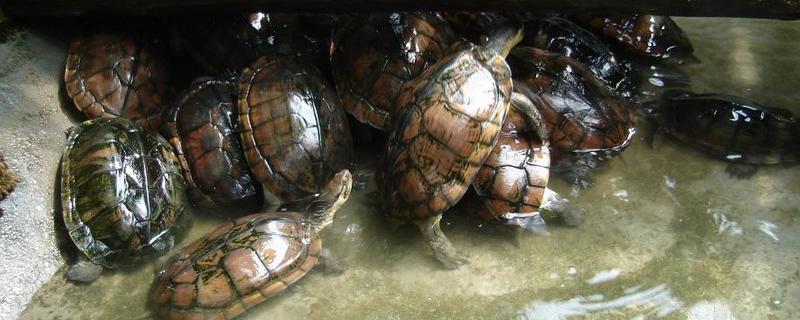 寵物烏龜怎么養 寵物烏龜吃什么