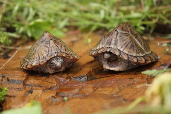 寵物烏龜怎么養 寵物烏龜吃什么