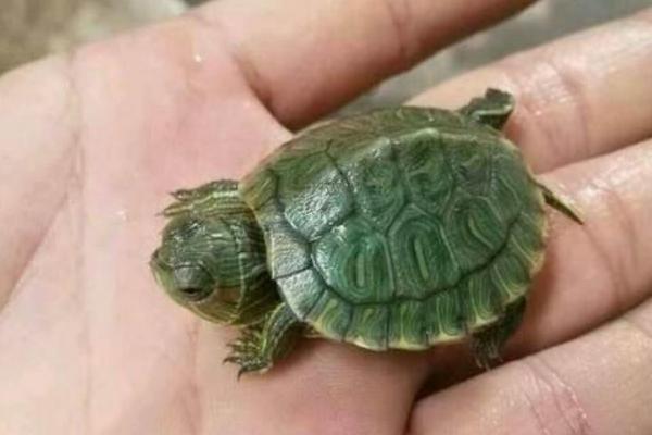 寵物烏龜怎么養 寵物烏龜吃什么
