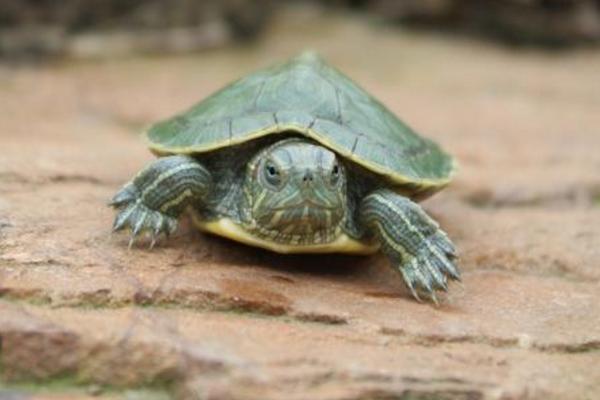 寵物烏龜怎么養 寵物烏龜吃什么