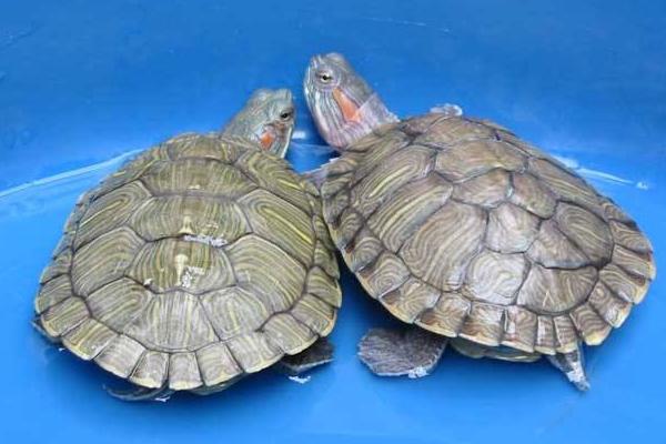 寵物烏龜怎么養 寵物烏龜吃什么