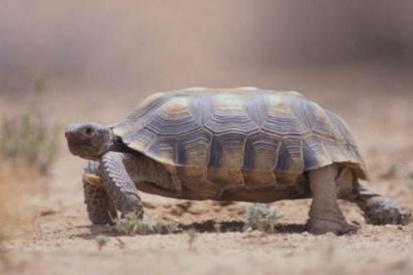 寵物烏龜怎么養 寵物烏龜吃什么