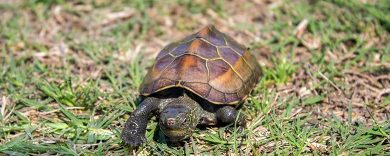 烏龜怕熱嗎 烏龜不吃不喝能活多久