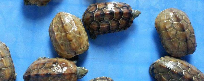 烏龜為什么老是往外爬 烏龜能在水里呆多久