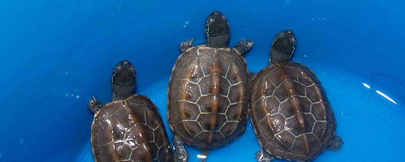 小烏龜殼軟了怎么辦 小烏龜眼睛睜不開怎么辦