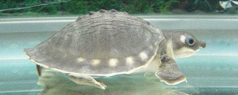 豬鼻龜招財(cái)嗎 豬鼻龜和什么魚(yú)混養(yǎng)好