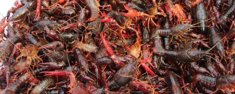 小龍蝦怎么清洗干凈 自己在家怎么做小龍蝦