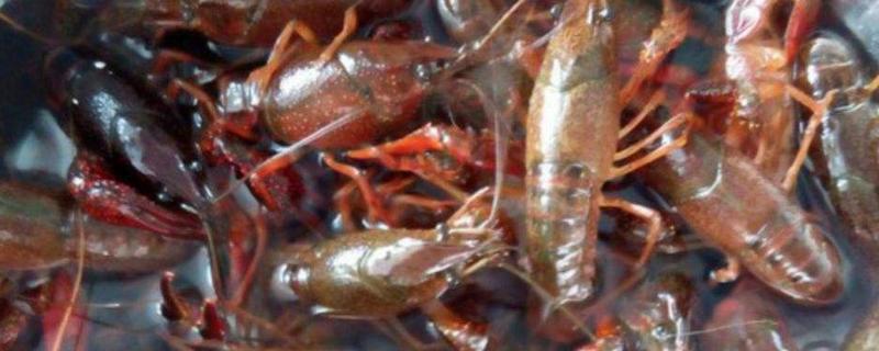 小龍蝦的頭可以吃嗎 如何挑選小龍蝦