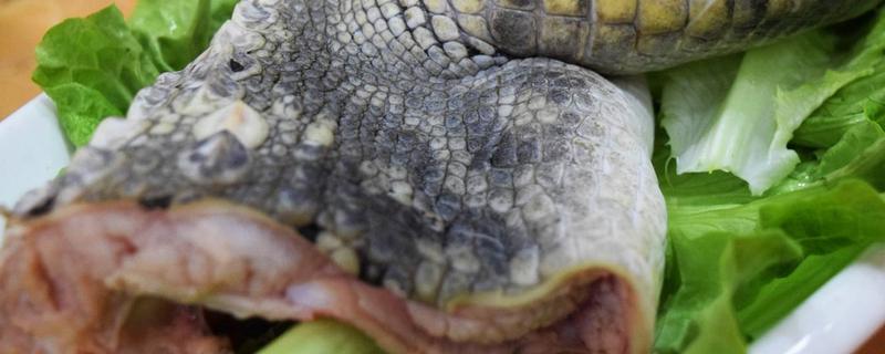 鱷魚能吃嗎 吃鱷魚肉犯法嗎