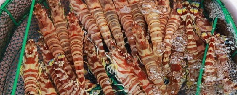 斑節蝦和基圍蝦的區別是什么 斑節蝦和基圍蝦哪個貴