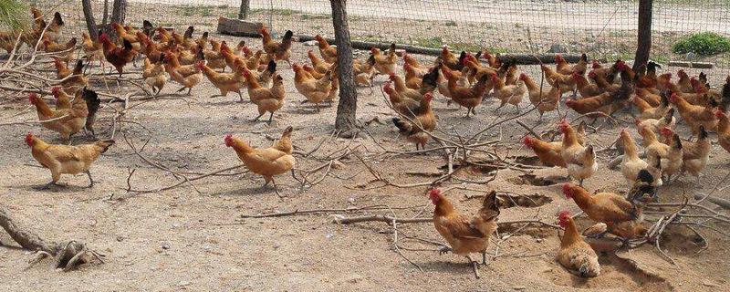 蛋雞品種有哪些 養(yǎng)蛋雞需要哪些條件