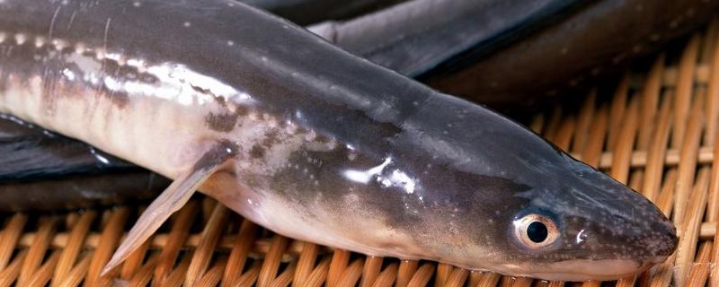 什么人不適合吃鰻魚 鰻魚有刺嗎