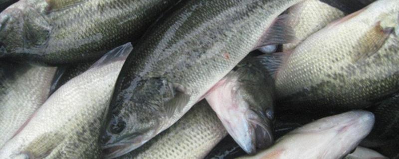 我國鱸魚產于哪里 鱸魚生活在哪里