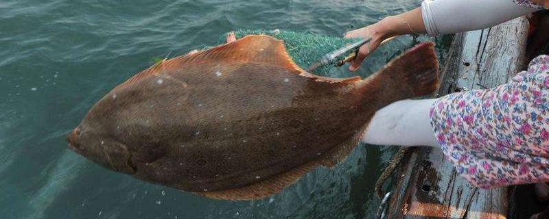 多寶魚和鱸魚哪個好 鱸魚好吃嗎