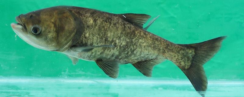 花鰱刺多嗎 花鰱魚什么人不能吃