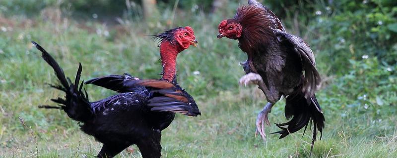 什么品種的斗雞最好 斗雞怎么訓(xùn)練才厲害