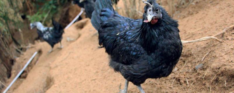 烏雞是公雞好還是母雞好 公烏雞和母烏雞的區(qū)別是什么