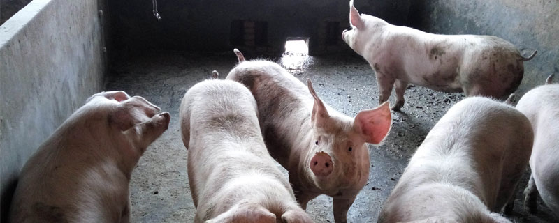 新手養豬需要準備什么？10年豬農經驗告訴你怎么才能養好豬