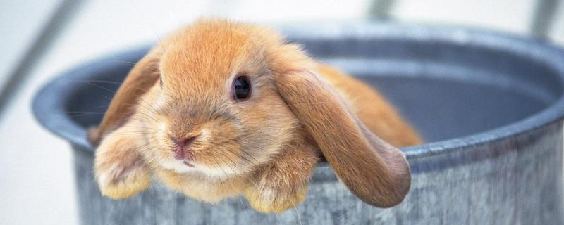 垂耳兔怎么訓練 垂耳兔一只耳朵垂一只豎起來正常嗎