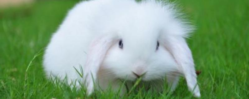 垂耳兔會咬人嗎 被垂耳兔咬了怎么辦