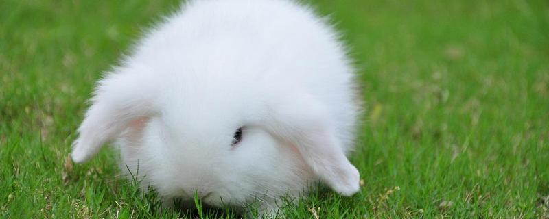 垂耳兔可以洗澡么 垂耳兔一天吃多少兔糧