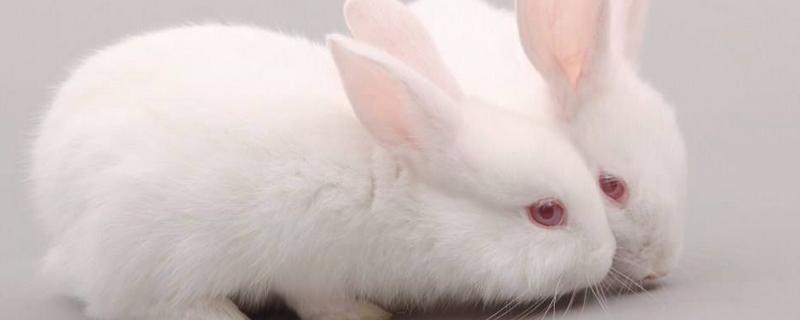 養兔子臭嗎 怎么養兔子繁殖最快