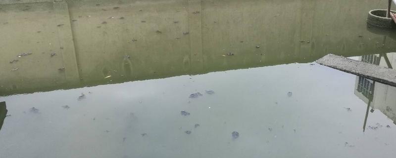 魚塘水質(zhì)變黑怎么辦 魚塘什么時候增氧最好