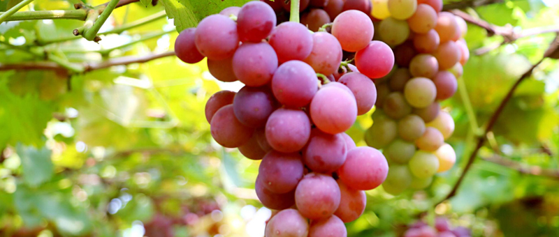 巨峰葡萄價(jià)格多少錢一斤