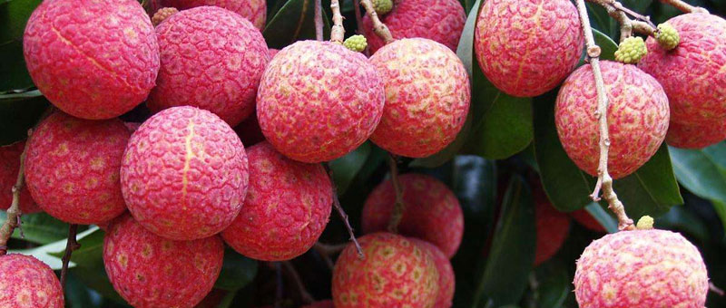 荔枝是熱性還是涼性