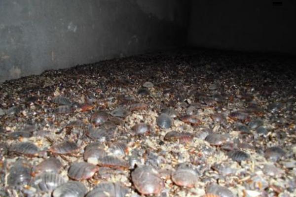 科學土元養殖技術