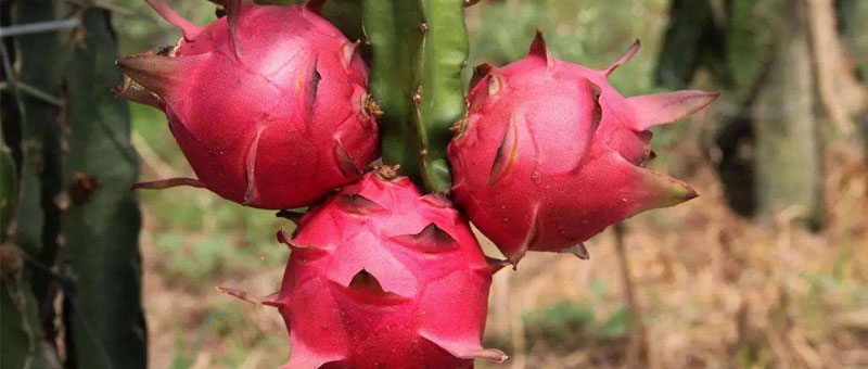 紅心火龍果和白心火龍果的區別