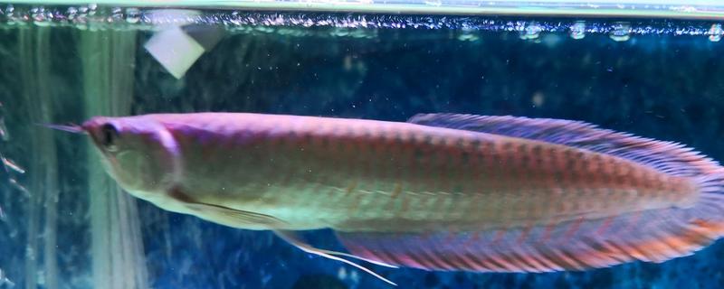 養銀龍魚有什么講究 銀龍魚沉底預兆著什么