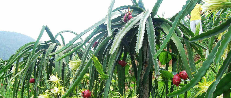 火龍果種植技術